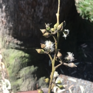 Eucalyptus pilularis at Moonee Beach, NSW - 8 Jun 2022 11:36 AM