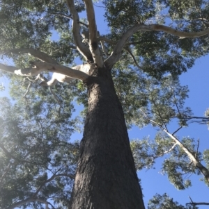 Eucalyptus pilularis at Moonee Beach, NSW - 8 Jun 2022