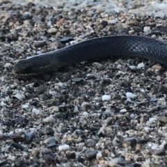 Hemiaspis signata (Swamp Snake) at Coffs Harbour, NSW - 29 May 2022 by BrianH