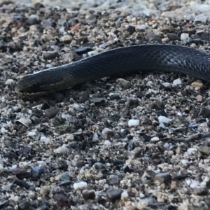 Hemiaspis signata at Coffs Harbour, NSW - 29 May 2022