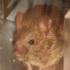 Rattus rattus (Black Rat) at Jerrabomberra, NSW - 8 Jun 2022 by TmacPictures