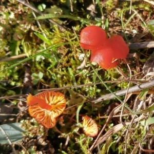 Hygrocybe sp. ‘red’ at Hawker, ACT - 8 Jun 2022