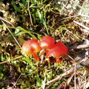 Hygrocybe sp. ‘red’ at Hawker, ACT - 8 Jun 2022