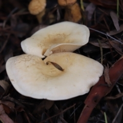 Unidentified Cap on a stem; gills below cap [mushrooms or mushroom-like] (TBC) at Cook, ACT - 1 Jun 2022 by Tammy