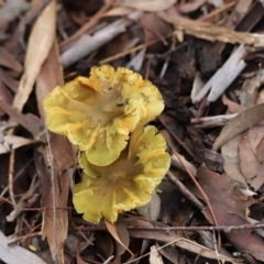 Unidentified Cap on a stem; gills below cap [mushrooms or mushroom-like] at Cook, ACT - 1 Jun 2022 by Tammy