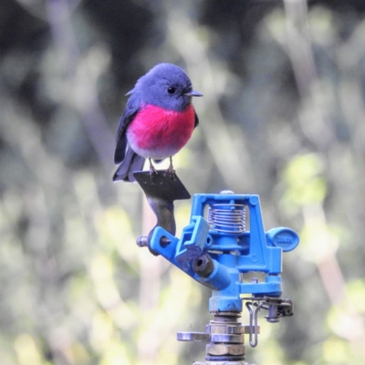 Petroica rosea (Rose Robin) at ANBG - 8 Jun 2022 by HelenCross