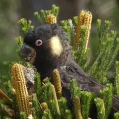 Zanda funerea (Yellow-tailed Black-Cockatoo) at Braemar - 7 Jun 2022 by Curiosity