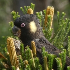 Zanda funerea (Yellow-tailed Black-Cockatoo) at Braemar, NSW - 7 Jun 2022 by Curiosity