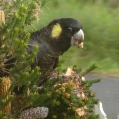 Zanda funerea at Braemar, NSW - 7 Jun 2022 11:46 AM