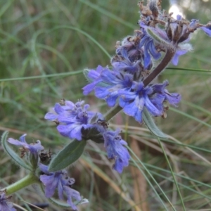 Ajuga australis at Paddys River, ACT - 13 Feb 2022