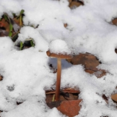 Unverified Cap on a stem; gills below cap [mushrooms or mushroom-like] at Paddys River, ACT - 8 Jun 2022 by TimL
