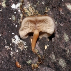 Unidentified Cap on a stem; gills below cap [mushrooms or mushroom-like] at Paddys River, ACT - 8 Jun 2022 by TimL