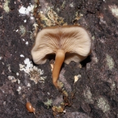 Unidentified Cap on a stem; gills below cap [mushrooms or mushroom-like] (TBC) at Paddys River, ACT - 8 Jun 2022 by TimL