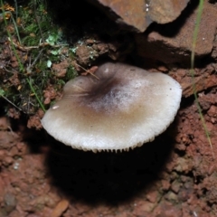 zz agaric (stem; gills white/cream) at Tidbinbilla Nature Reserve - 8 Jun 2022 by TimL