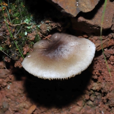 zz agaric (stem; gills white/cream) at Tidbinbilla Nature Reserve - 8 Jun 2022 by TimL