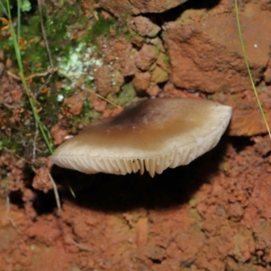 zz agaric (stem; gills white/cream) at Paddys River, ACT - 8 Jun 2022 12:01 PM