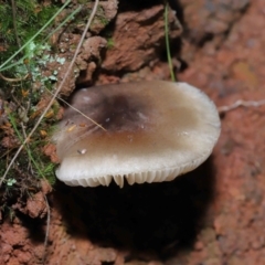 zz agaric (stem; gills white/cream) at Paddys River, ACT - 8 Jun 2022 12:01 PM