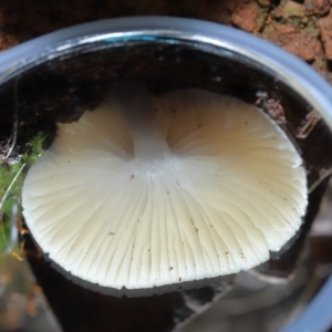 zz agaric (stem; gills white/cream) at Paddys River, ACT - 8 Jun 2022 12:01 PM