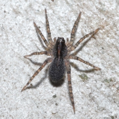 Unidentified Other hunting spider at Acton, ACT - 3 Jun 2022 by TimL