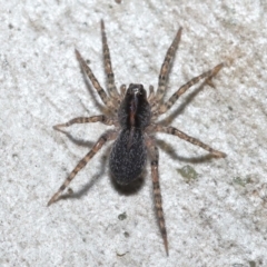 Unidentified Other hunting spider (TBC) at Acton, ACT - 3 Jun 2022 by TimL