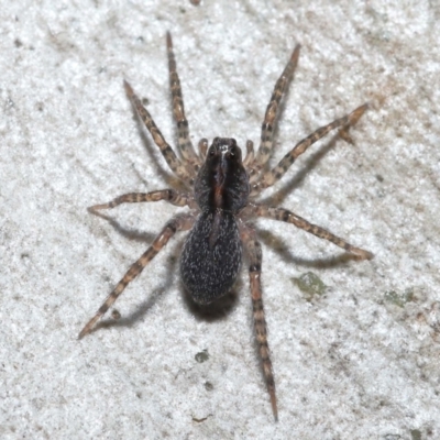 Miturgidae (family) at ANBG - 3 Jun 2022 by TimL