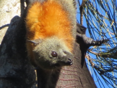 Pteropus poliocephalus (Grey-headed Flying-fox) at Batemans Bay, NSW - 4 Jun 2022 by Christine