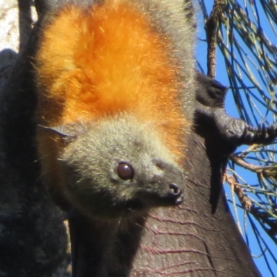 Pteropus poliocephalus (Grey-headed Flying-fox) at Batemans Bay, NSW - 4 Jun 2022 by Christine