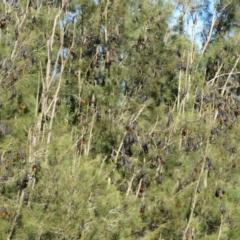 Pteropus poliocephalus at Batemans Bay, NSW - 4 Jun 2022