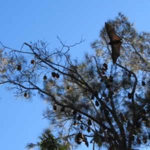 Pteropus poliocephalus at Batemans Bay, NSW - 4 Jun 2022 11:35 AM