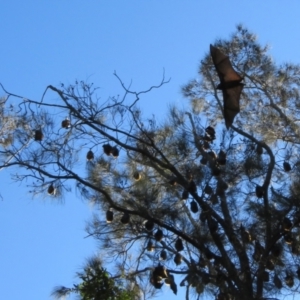 Pteropus poliocephalus at Batemans Bay, NSW - 4 Jun 2022
