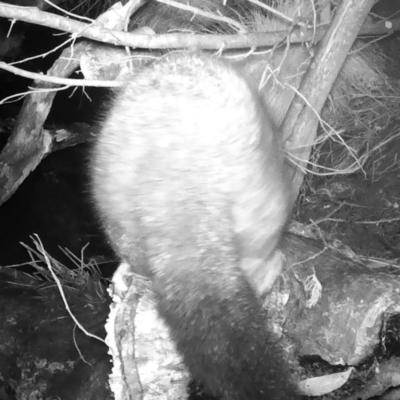 Trichosurus vulpecula (Common Brushtail Possum) at Namadgi National Park - 6 Jun 2022 by ChrisHolder