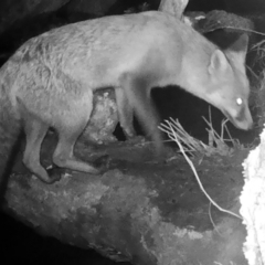 Vulpes vulpes (Red Fox) at Namadgi National Park - 22 May 2022 by ChrisHolder