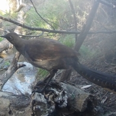 Menura novaehollandiae (Superb Lyrebird) at Namadgi National Park - 5 Jun 2022 by ChrisHolder