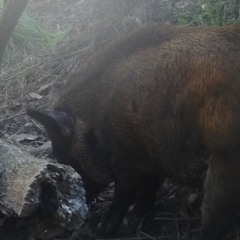 Sus scrofa (Feral Pig) at Booth, ACT - 5 Jun 2022 by ChrisHolder