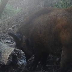 Sus scrofa (Pig (feral)) at Booth, ACT - 5 Jun 2022 by ChrisHolder