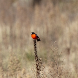 Petroica phoenicea at Booth, ACT - 9 Jun 2022 11:24 AM