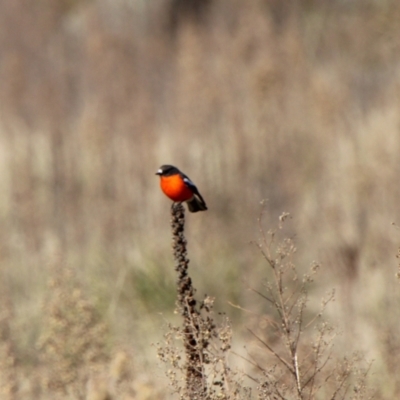 Petroica phoenicea (Flame Robin) at Booth, ACT - 9 Jun 2022 by ChrisHolder