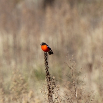Petroica phoenicea (Flame Robin) at Booth, ACT - 9 Jun 2022 by ChrisHolder