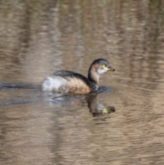 Tachybaptus novaehollandiae (Australasian Grebe) at Namadgi National Park - 9 Jun 2022 by ChrisHolder