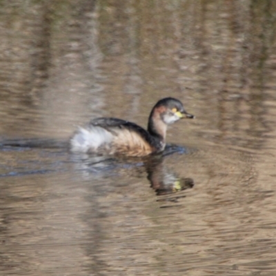 Tachybaptus novaehollandiae (Australasian Grebe) at Booth, ACT - 9 Jun 2022 by ChrisHolder