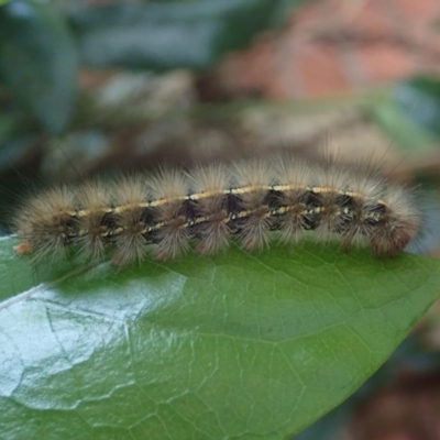 Ardices glatignyi (Black and White Tiger Moth (formerly Spilosoma)) at Spence, ACT - 27 May 2022 by Laserchemisty