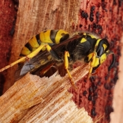 Vespula germanica (European wasp) at Yass River, NSW - 9 Jun 2022 by SenexRugosus