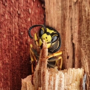 Vespula germanica at Yass River, NSW - 9 Jun 2022