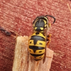 Vespula germanica at Yass River, NSW - 9 Jun 2022