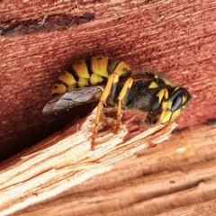 Vespula germanica at Yass River, NSW - 9 Jun 2022