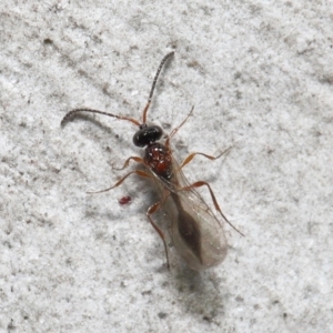 Diapriidae (family) at Acton, ACT - 3 Jun 2022