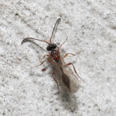 Diapriidae (family) (Diapriid wasp) at Acton, ACT - 3 Jun 2022 by TimL