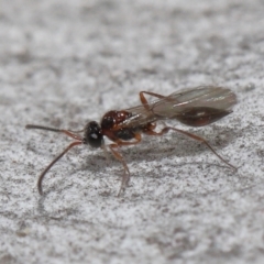 Diapriidae (family) at Acton, ACT - 3 Jun 2022