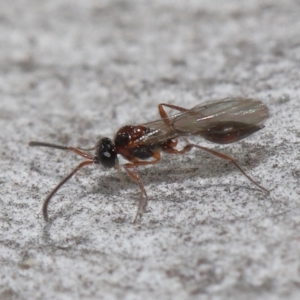 Diapriidae (family) at Acton, ACT - 3 Jun 2022