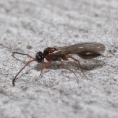 Diapriidae (family) at Acton, ACT - 3 Jun 2022